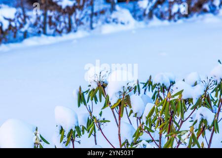 Nahaufnahme von Rhododendronzweigen, die mit Schnee bedeckt sind, mit leuchtend grünen Blättern vor verschwommenem schneebedeckten Hintergrund. Stockfoto