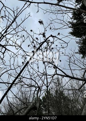 Prairie flameleaf sumac (Rhus lanceolata) Stockfoto