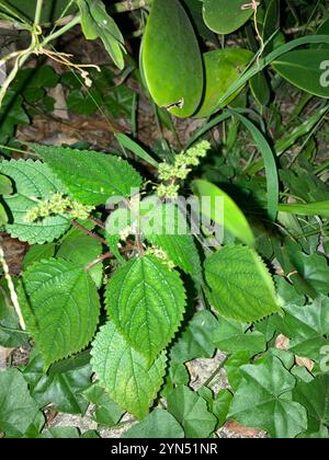 Westindische Holznessel (Laportea aestuans) Stockfoto