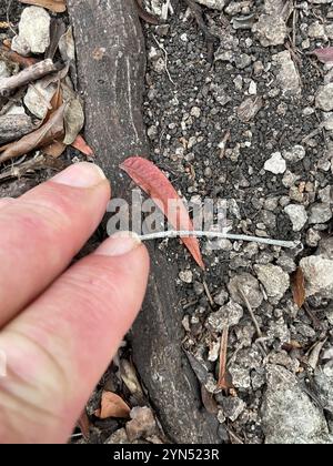 Prairie flameleaf sumac (Rhus lanceolata) Stockfoto