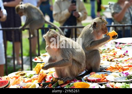 Lopburi, Thailand. November 2024. Affen essen Obst und Gemüse während des Festes der 36. Affenparty im Pra Prang Sam Yot Tempel in der Stadt Lopburi in der Provinz Lopburi, Thailand, 24. November 2024. Quelle: Rachen Sageamsak/Xinhua/Alamy Live News Stockfoto