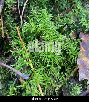 Gewöhnliches Federmoos (Kindbergia praelonga) Stockfoto