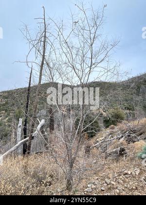 New Mexico Heuschrecke (Robinia neomexicana) Stockfoto