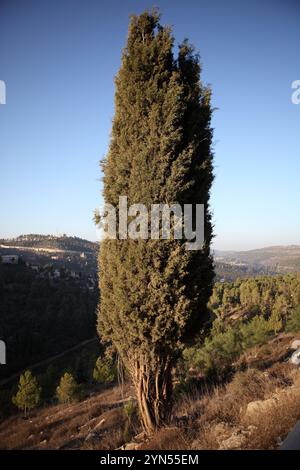 Zypressen im Jerusalemwald über dem Tal von ein Karem, wo Johannes der Täufer geboren wurde und die Judäischen Berge im Hintergrund zu sehen sind. Stockfoto