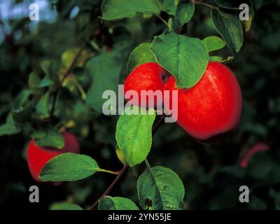 Rote Äpfel, die im grünen Apfelbaum wachsen. Zweig mit drei frischen roten Äpfeln. August. Stockfoto