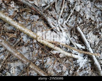 Rosigen Kruste (Peniophora incarnata) Stockfoto