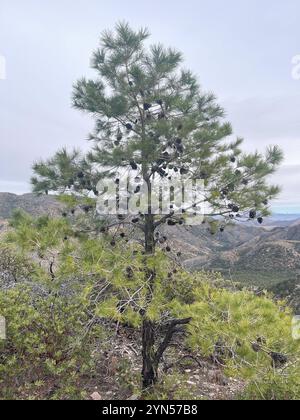 Chihuahuan-Kiefer (Pinus leiophylla chihuahuana) Stockfoto