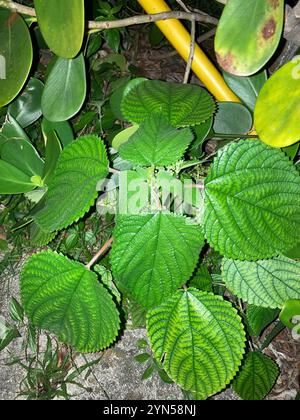 Westindische Holznessel (Laportea aestuans) Stockfoto