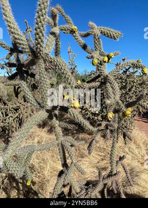 Walkingstock-Kakteen (Cylindropuntia imbricata spinosior) Stockfoto