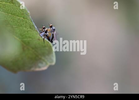 Empis livida - Dolchfliegen - Paarung auf einem Blatt. Hochwertige Fotos Stockfoto