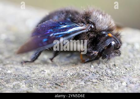 Detaillierte Nahaufnahme einer großen mediterranen Zimmerbiene, Xylocopa violacea Stockfoto