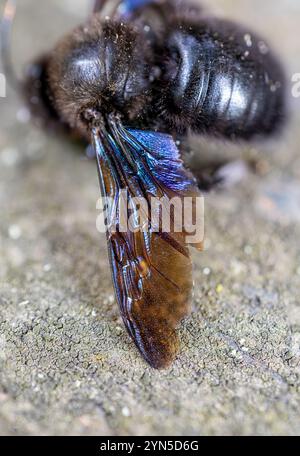 Detaillierte Nahaufnahme einer großen mediterranen Zimmerbiene, Xylocopa violacea Stockfoto