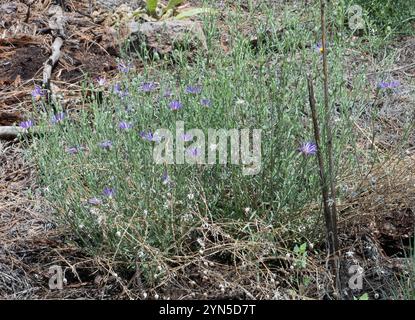 Sonnenblumen, Gänseblümchen, Astern und Verbündete (Asteraceae) Stockfoto