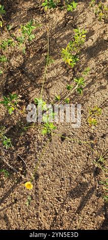 Native Schusterstifte (Glossocardia bidens) Stockfoto