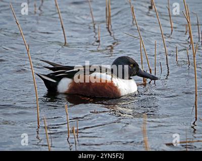 Sonnenbeschienene männliche drake Shoveler oder nördliche Schaufelente (Anas clypeata) mit markantem, großem Schnabel, die in Leighton Moss NR Lancashire, England, Großbritannien, zu versuchen Stockfoto