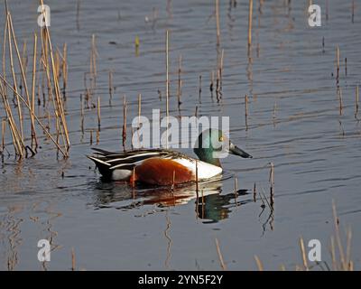 Sonnenbeschienene männliche drake Shoveler oder nördliche Schaufelente (Anas clypeata) mit markantem, großem Schnabel, die in Leighton Moss NR Lancashire, England, Großbritannien, zu versuchen Stockfoto