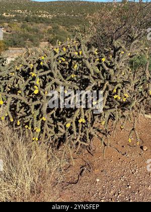 Walkingstock-Kakteen (Cylindropuntia imbricata spinosior) Stockfoto