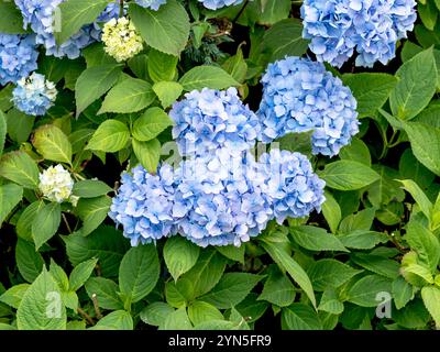 Blaue Blüten und grüne Blätter auf einem Hortensienstrauch Stockfoto