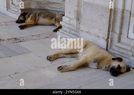 Streunende Hunde schlafen in der Kühlung der Suleymaniye Moschee, Istanbul, Türkei Stockfoto