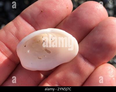 Whitecap Limpet (Acmaea mitra) Stockfoto
