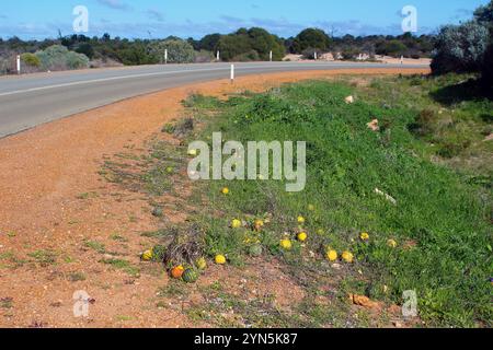 Essbare Zitronenmelone (Citrullus amarus), die in Afrika beheimatet ist und in Westaustralien wild wächst Stockfoto