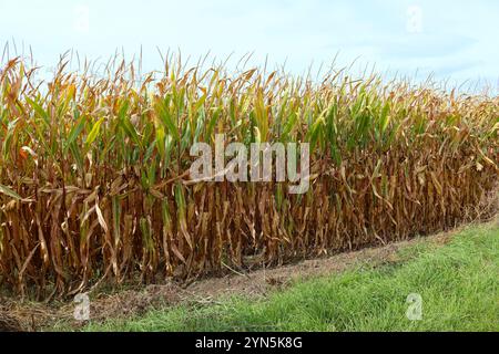 Maisfeld kurz vor der Ernte im Spätsommer, Breisgau, Deutschland Stockfoto