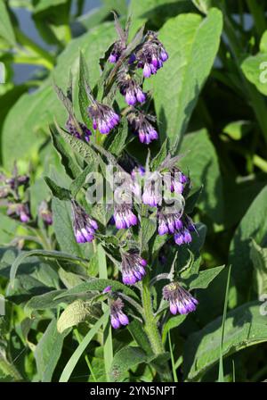 Beinwell, Symphytum officinale, Boraginaceae. Amwell Nature Reserve, Großbritannien. Stockfoto