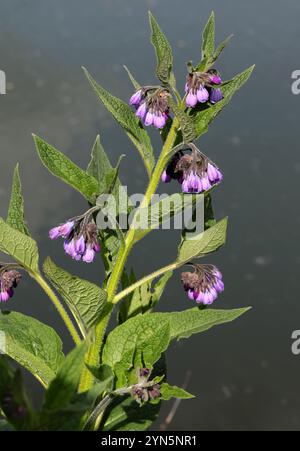 Beinwell, Symphytum officinale, Boraginaceae. Amwell Nature Reserve, Großbritannien. Stockfoto