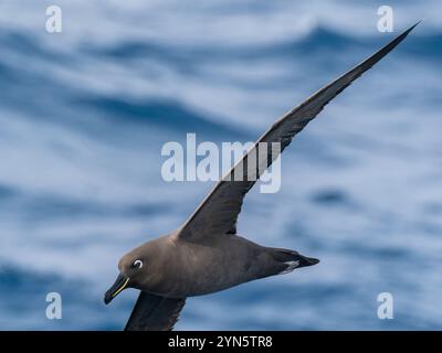 Ruß-Albatros im Flug im südlichen Ozean Stockfoto