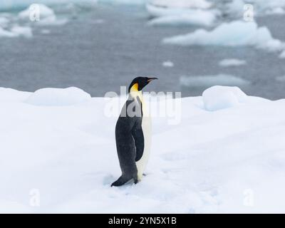 Kaiserpinguin auf Eis in der Antarktis Stockfoto