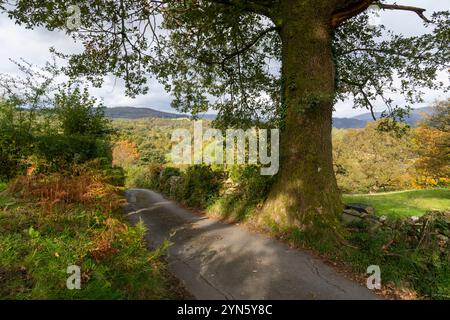 Eine Landstraße in der Nähe von Hawkshead im Lake District Nationalpark, Cumbria, England. Stockfoto