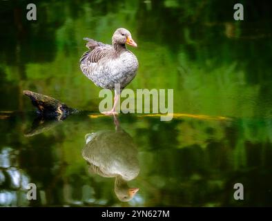 Nahaufnahme einer Graubeingans, die im Wasser steht Stockfoto