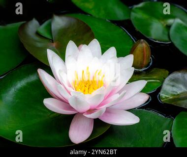 Nahaufnahme eines rosa Wassers lilienblüte in einem Teich Stockfoto