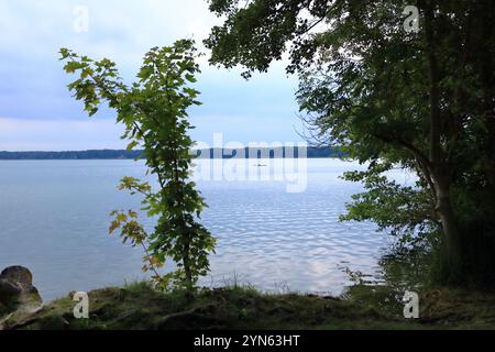 Wandlitz, Brandenburg, Deutschland - 26. Juli 2024: Die Menschen genießen das Ufergebiet mit Schilf an einem kleinen See Stockfoto