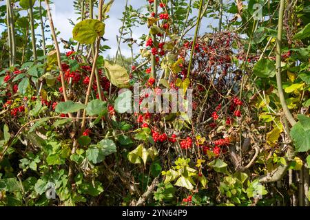 Schwarzer Bryony (Tamus Communis) mit hellroten Beeren in einer englischen Hecke im Herbst. Stockfoto