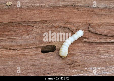 Langhornkäfer-Larve, Cerambycidae sp., in Holz gegraben. Stockfoto