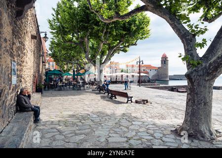 Ein Mann sitzt unter Platanen am Hafenpier in der Altstadt von Collioure, Cote Vermeille, Languedoc-Roussillon, Frankreich Stockfoto