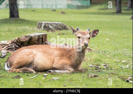 Nahaufnahme eines sika-Hirsches im Nara-Park, Japan. Stockfoto
