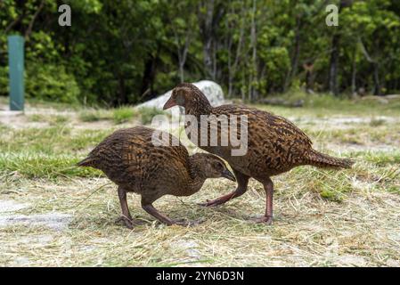 Neugierige WEKA-Vögel fordern beim Abel Tasman Coast Track, Neuseeland, Ozeanien, Nahrung Stockfoto