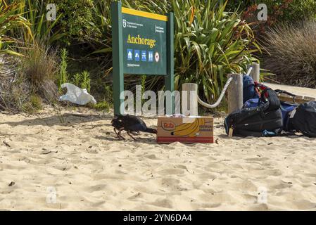 Neugierige WEKA-Vögel auf der Suche nach Nahrung am Strand des Abel Tasman National Park, Neuseeland, Ozeanien Stockfoto