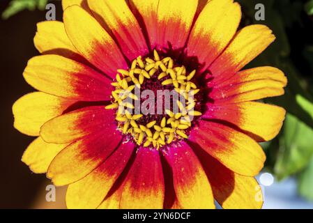Nahansicht eines schönen bunten Asters in einem Blumenstrauß Stockfoto