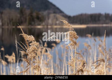 Malerische Reflexion der Vegetation am Schliersee in Bayern, Deutschland, Europa Stockfoto