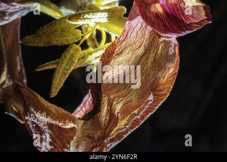 Ein verwelkter Blumenstrauß mit einer beleuchteten Lilie im Dunkeln Stockfoto