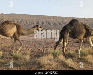 Dromedare weiden in der Sahara-Wüste in Marokko Stockfoto