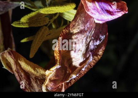 Ein verwelkter Blumenstrauß mit einer beleuchteten Lilie im Dunkeln Stockfoto