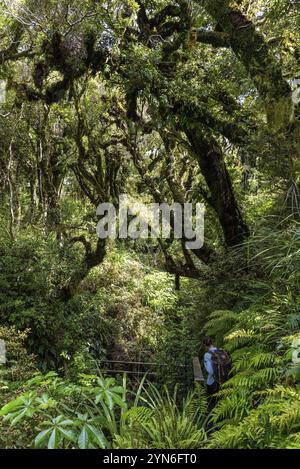 Regenwald in der Nähe von Mt. Taranaki im Egmont National Park, Nordinsel Neuseelands Stockfoto