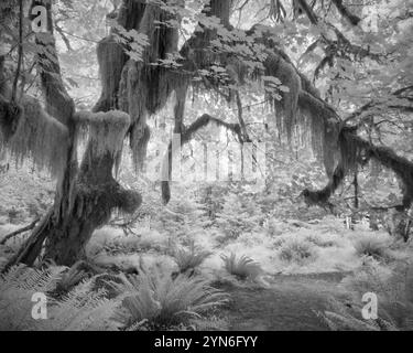 Bigleaf-Ahornbaum und Schwertfarne auf dem Spruce Nature Trail; Hoh Rainforest, Olympic National Park, Washington. Stockfoto