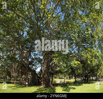 Wunderschöner alter großer Mangrovenbaum in einem Park in St. Petersburg, Florida, USA, Nordamerika Stockfoto