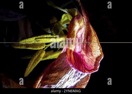 Ein verwelkter Blumenstrauß mit einer beleuchteten Lilie im Dunkeln Stockfoto