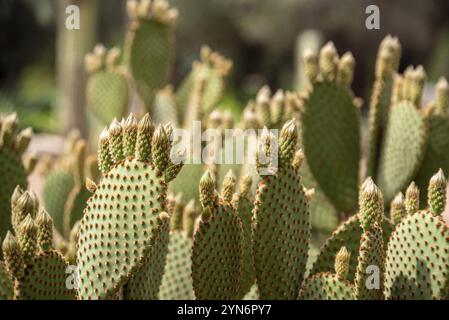 Schöne Nahaufnahme eines Opuntia Aurea Kaktus im Park el Harti in Marrakesch, Marokko, Afrika Stockfoto